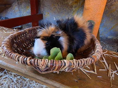 Bild 18 aus  Steigerwaldhof Krafft