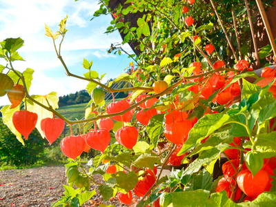 Bild 10 aus  Vogtbenedikthof im Schwarzwald