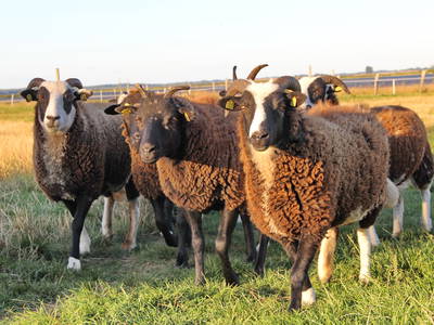 Bild 31 aus  Erlebnis-Bauernhof Kliewe auf der Insel Rügen
