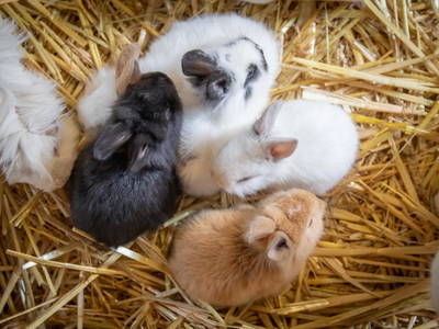 Bild 12 aus  LINDENHOF- BAUERNHOFURLAUB / OSTSEENÄHE