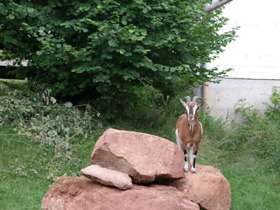 Bild 12 aus  Thelenshof