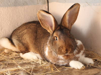 Bild 6 aus  Ferienhof Morich Harz