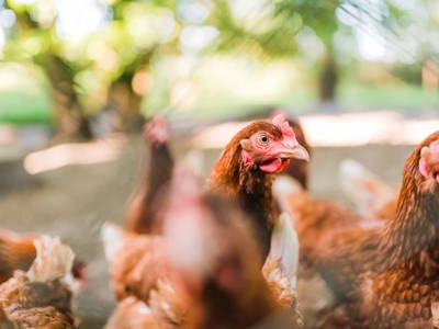 Bild 9 aus  Ferienhof Groth/ Hof Herzleuchten