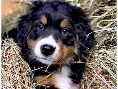 Hofhund Lilly * 2020