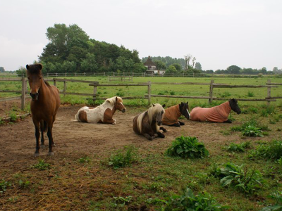 Bild 11 aus  Ferienhof Falk