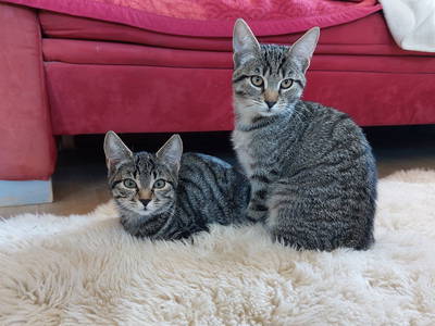 Bild 12 aus  Ratscheinerhof