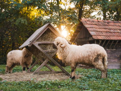 Bild 16 aus  Monschein Weingut Straden