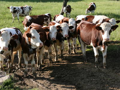 Bild 16 aus  Eselhof Le Certeau