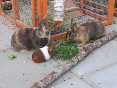 Bild 11 aus  Naurather Ferienhof