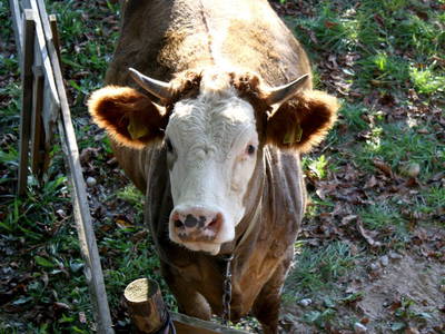 Bild 16 aus  Biohof Bilger