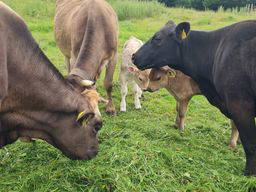 Bild 20 aus  Bergbauernhof Aichele