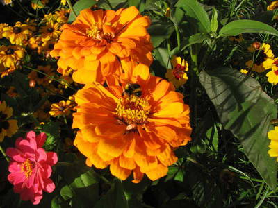 Bild 10 aus  Bio Ferienhof Teufelsberg GbR