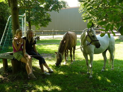 Ponys auf dem Hofvorplatz grasen lassen