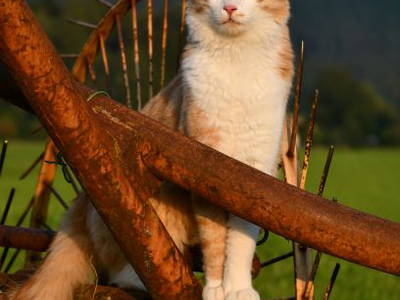 Bild 55 aus  Augustinerhof