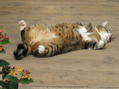 Bild 12 aus  „Hernis-Höfle“ Wohlfühlambiente im Elztal  5⭐️Sterneferien.