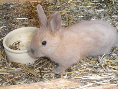 Bild 14 aus  Steffahof - Mitglied von LandSelection