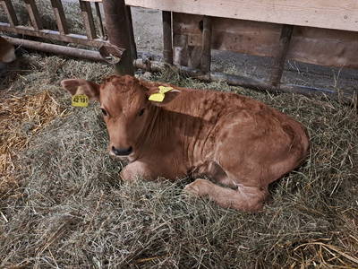 Bild 31 aus  Bichlerhof