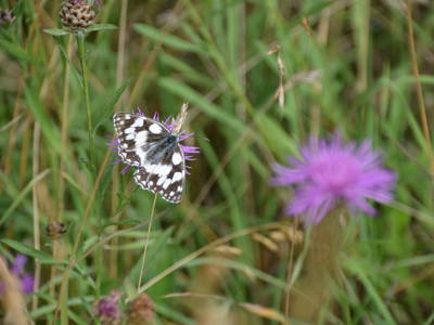 Schmetterling auf unserer Pferdeweide