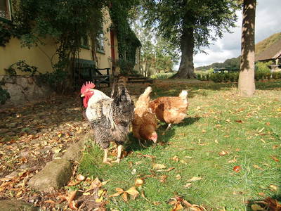 Bild 9 aus  Dreiseithof Schmadebeck