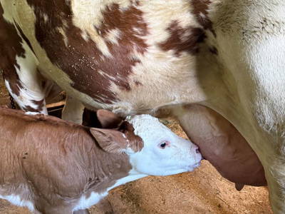 Bild 6 aus  Georgihof