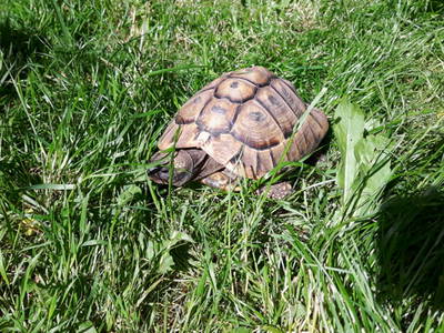 Bild 42 aus  Ferienhof Nielson