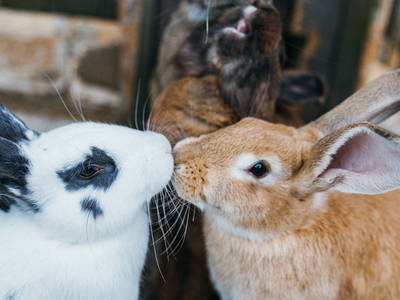 Bild 17 aus  Ottonenhof, die Familotel Ferienhofanlage für die GANZE Familie im Sauerland