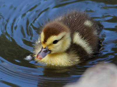 Bild 33 aus  Ferienhof Presener Deichkrone