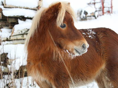 Bild 25 aus  Ferienhof Morich Harz