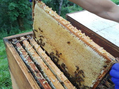 Bild 4 aus  Gschliererhof