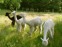 Bild 4 aus  Greiwenhof