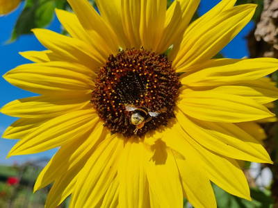 Bild 25 aus  Bauernhof Härtel