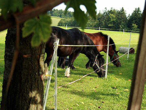 Bild 12 aus  natürlich urlauben - Bauernhof Gründinger