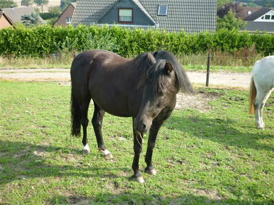 Bild 13 aus  Hof Schlossblick  " der etwas andere Bauernhof "