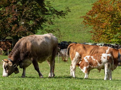 Bild 21 aus  Landhaus am Fellhorn