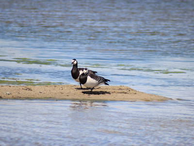 Bild 31 aus  Ferienhof Nordseeblick ****