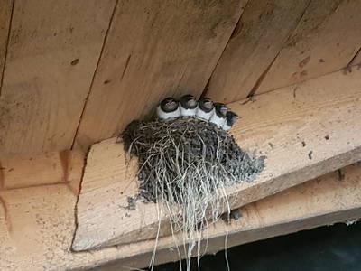 Bild 10 aus  Wendelhof