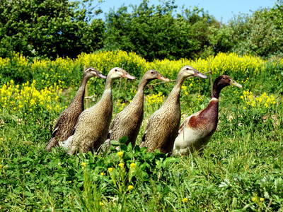 Laufenten im Permakulturgarten