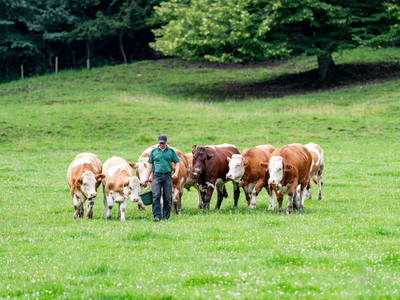 Unsere Weideochsen grasen rund um unseren Hof