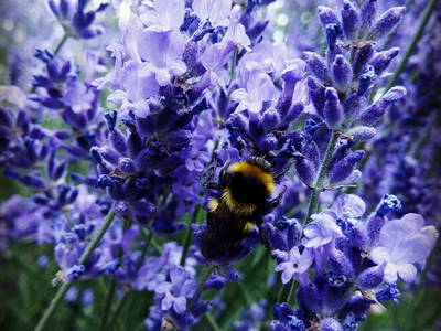 Bild 19 aus  Schloss Neuhausen