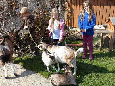 Bild 8 aus  Ferienbauernhof Storchenhäusle