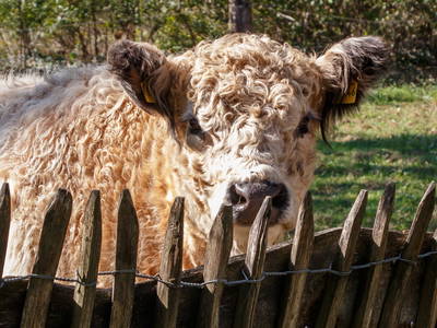 Bild 7 aus  Ferienwohnungen Schulze Althoff