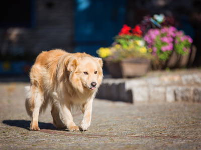 Bild 27 aus  Gutshof Dragefeld