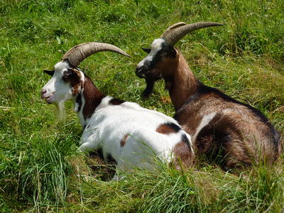 Bild 4 aus  Farnbauernhof