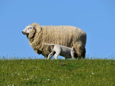 Bild 22 aus  Ferienhof Rickerts