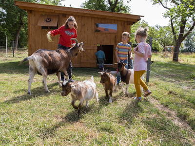 Unsere Ziegen zum lieb haben
