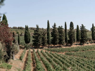 Bild 13 aus  LandSelection Weingut "IL PALAGIO"