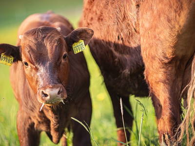 Bild 6 aus  Körnermühle