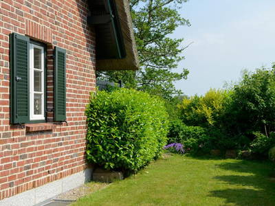 HausWildrose mit Garten