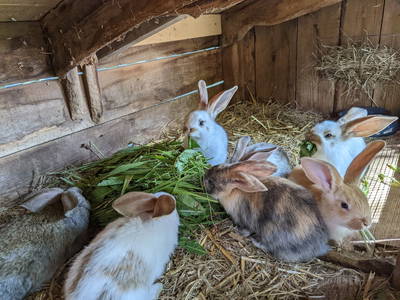 Bild 14 aus  Leverenzhof