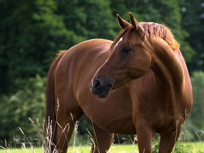 Bild 11 aus  Hof Grüneberg
